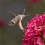 237 - HUMMINGBIRD HAWKMOTH 2 - BEWS MIKE - united kingdom <div